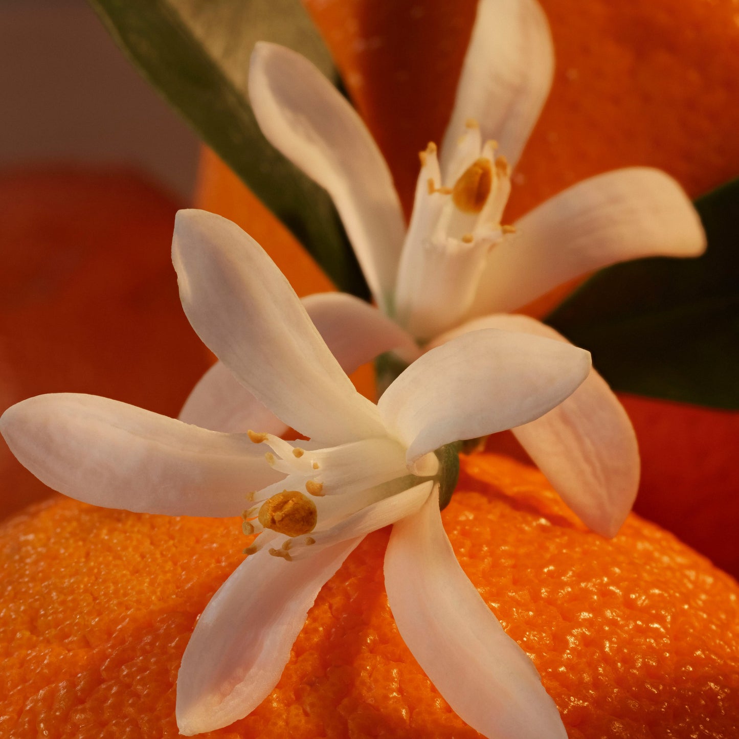 Neroli Bronze Fragrance
