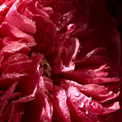 Rose Saffron Fragrance