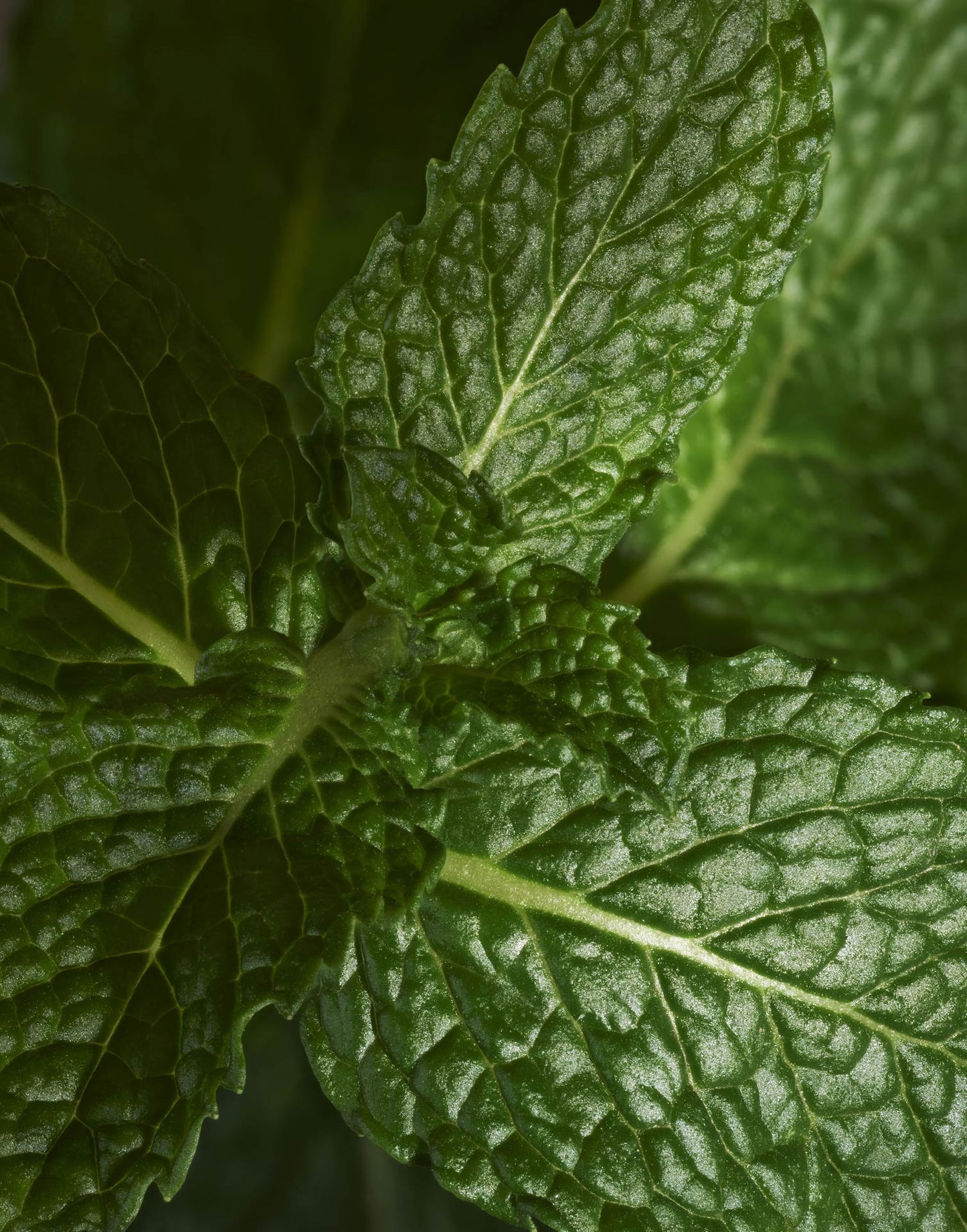 Pomello Mint Tea Leaves Fragrance