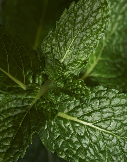 Pomello Mint Tea Leaves Fragrance
